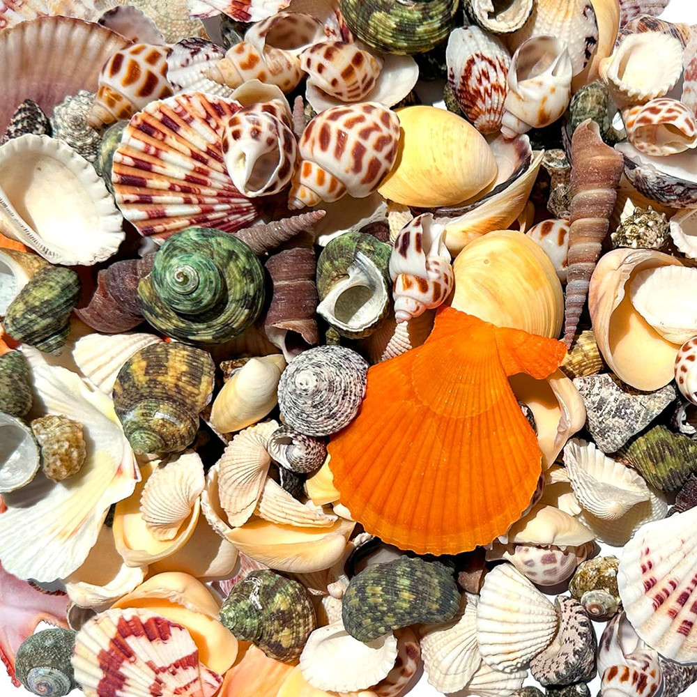 210 Pc Mixed Seashells Conch for Beach Theme Party DIY Crafts Home Decor