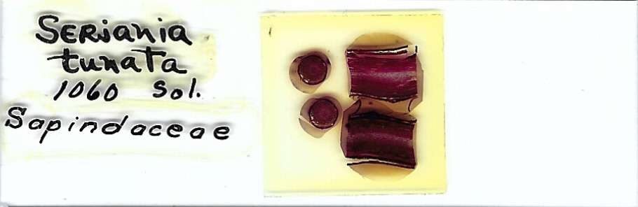 Serjania tunata Microscope Slide