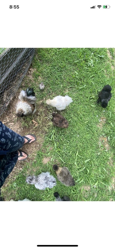 12 Bearded Silkie Hatching Eggs