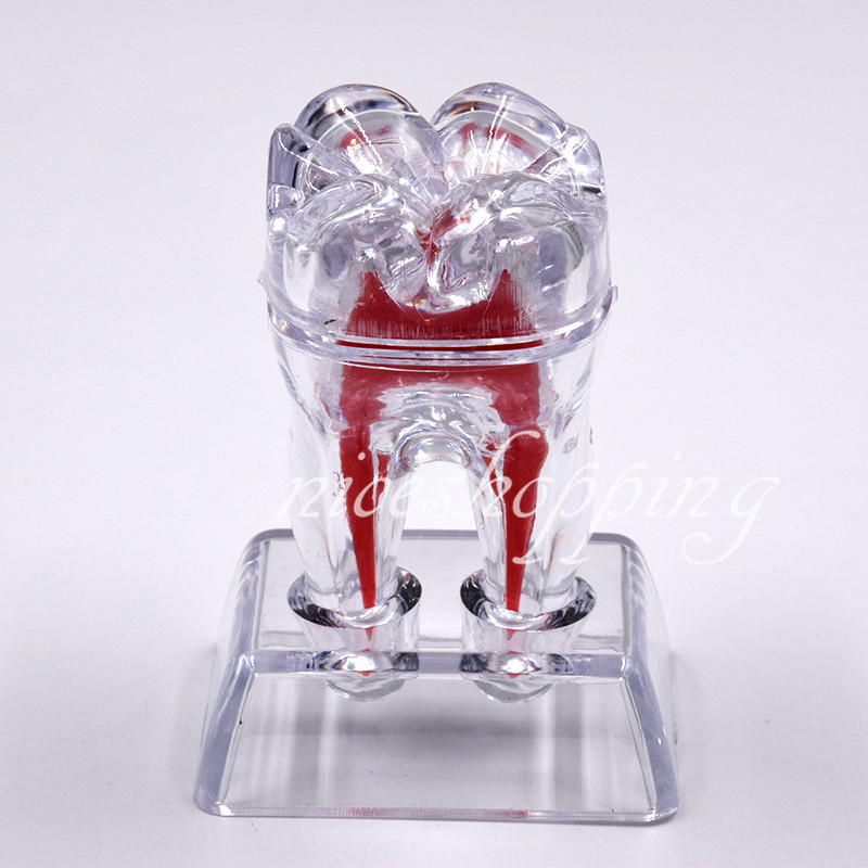 1x  Dental Separable Crystal Base Hard Plastic Teeth model Tooth Molar Model