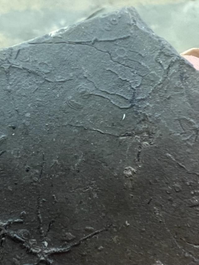 GEOLOGICAL ENTERPRISES Jurassic fossil echinoderm Ophiopinna elegans France