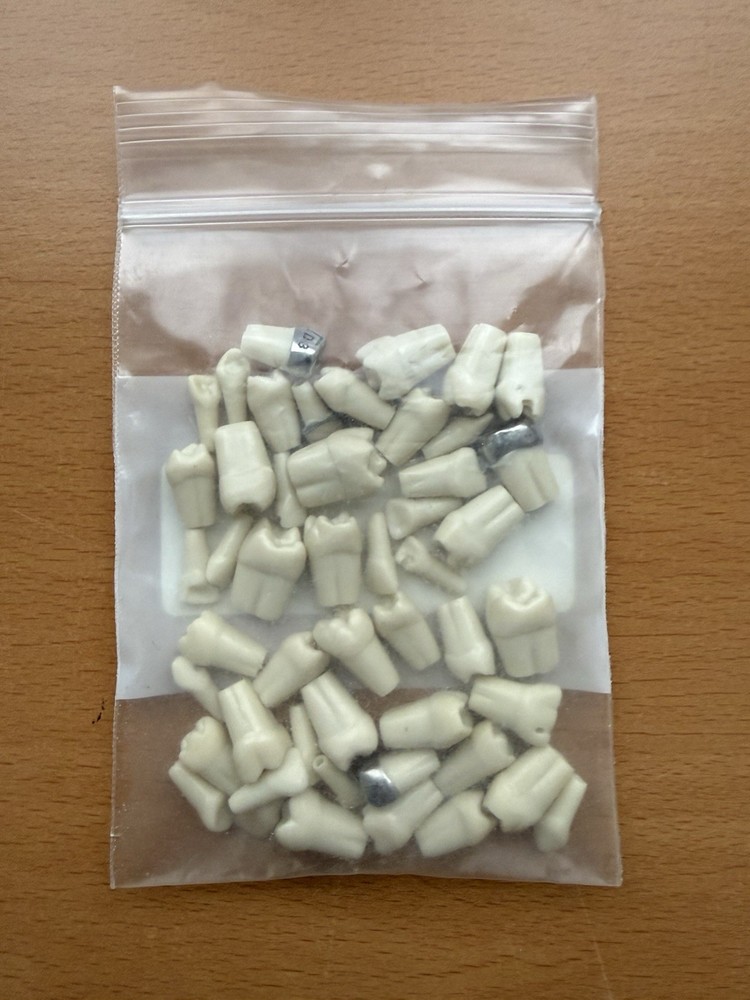 Columbia Dental Dentoform Model 760