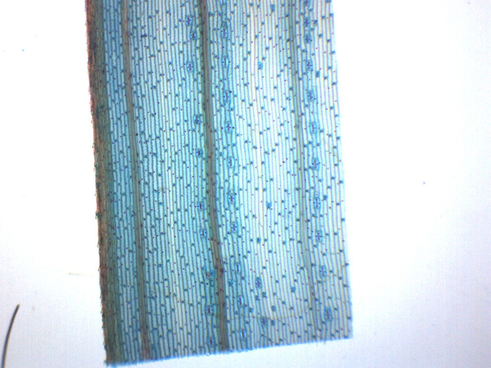 Monocot Leaf, Epidermis - Prepared Microscope Slide - 75x25mm - Eisco Labs