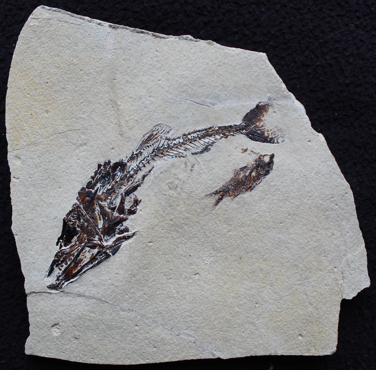 Viper Fish Eurypholis 97 Museum Quality with Impressive Teeth - Fossils Lebanon