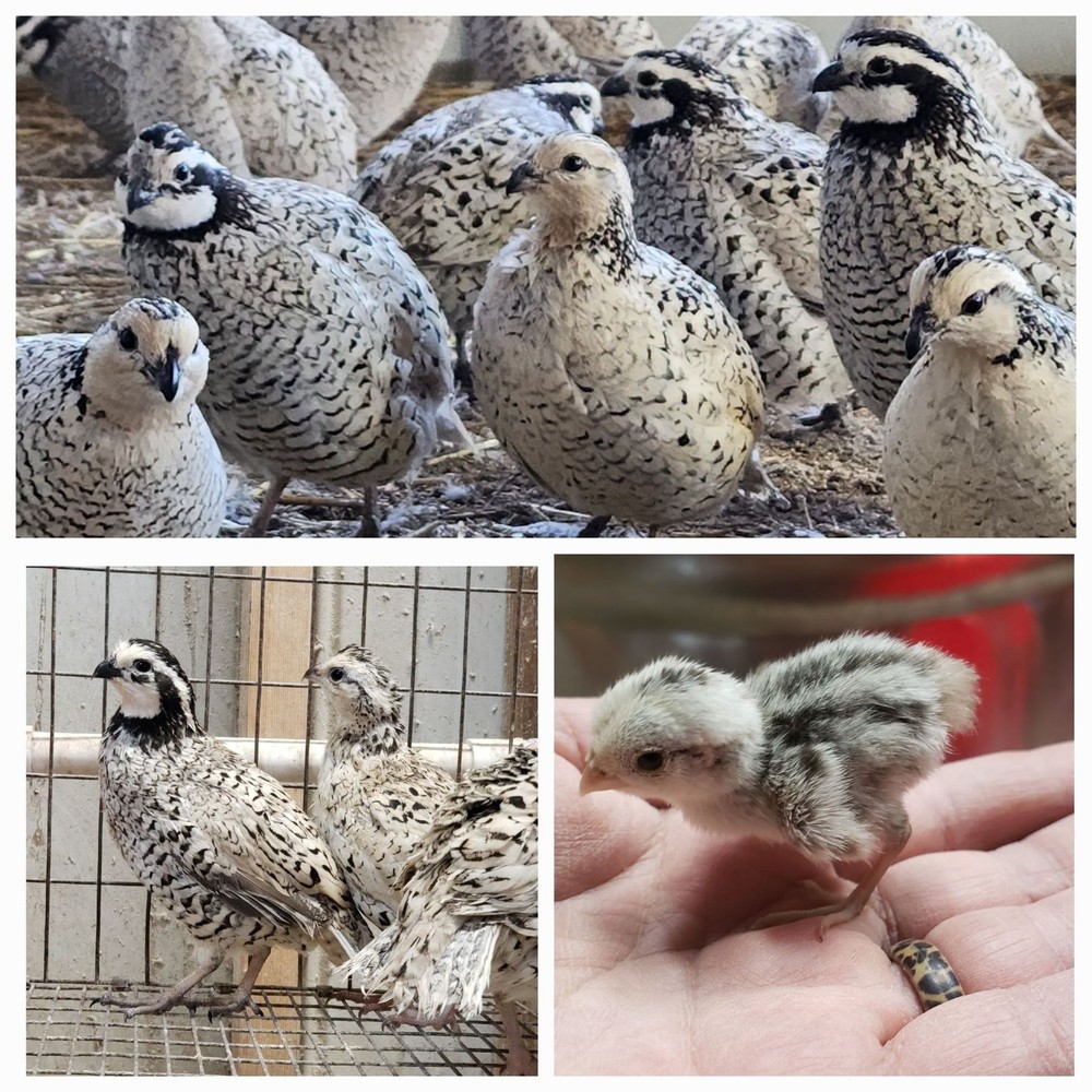 50+ Snowflake Quail Hatching Eggs