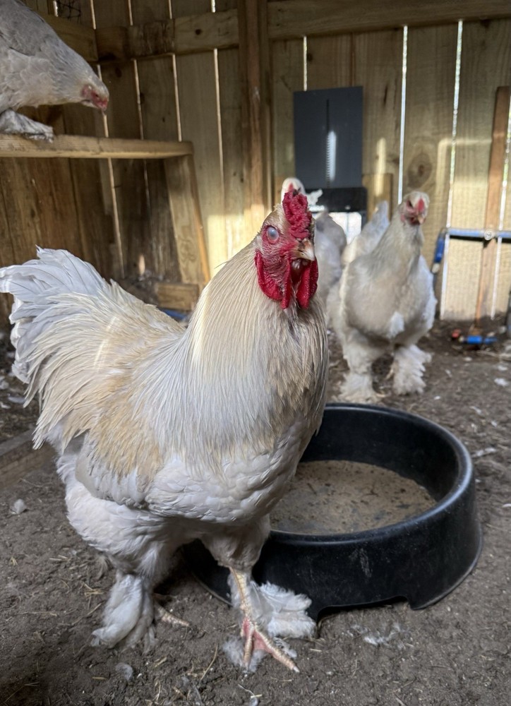 Isabel Brahma Hatching Eggs NPIP Certified 12+2