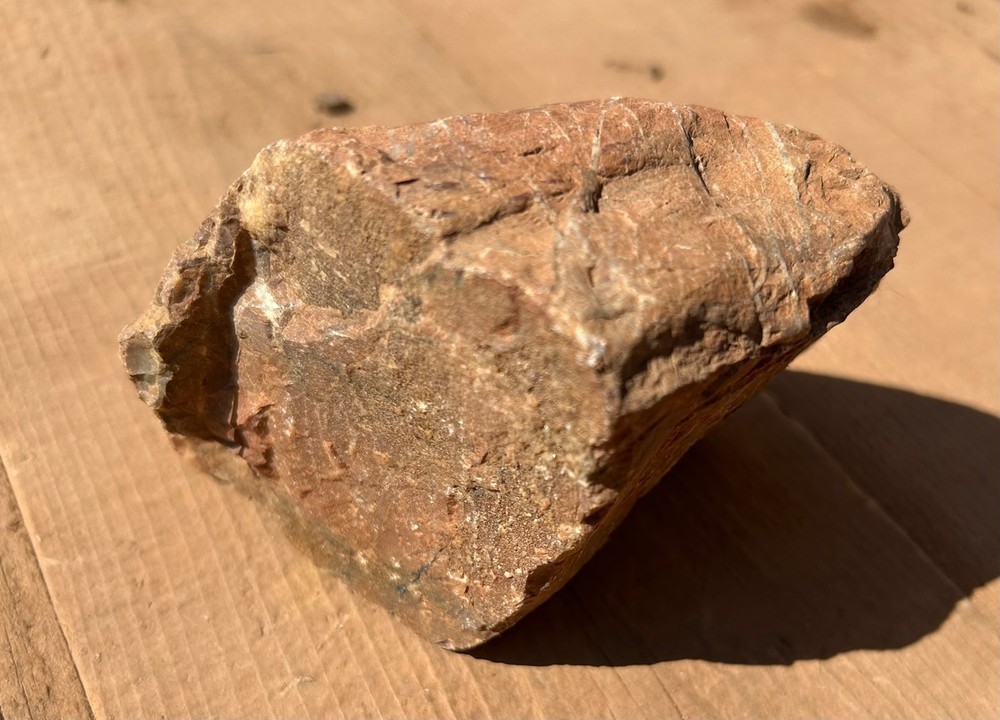 Petrified Wood Raw Specimen