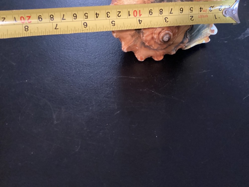 Large Conk Shell that I think has been painted at some point.