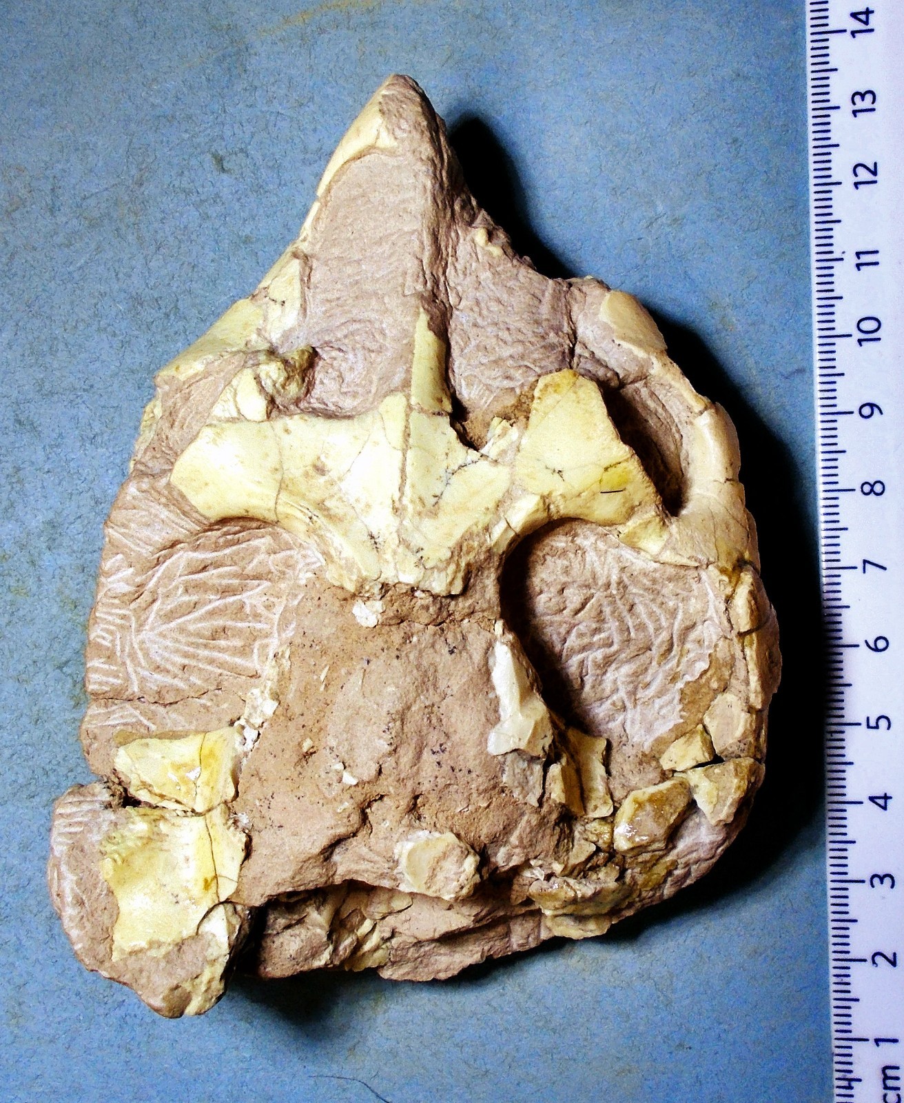 Scarse 11cm partial skull of Leptauchensis nitida from Eocene of Wyoming, USA.