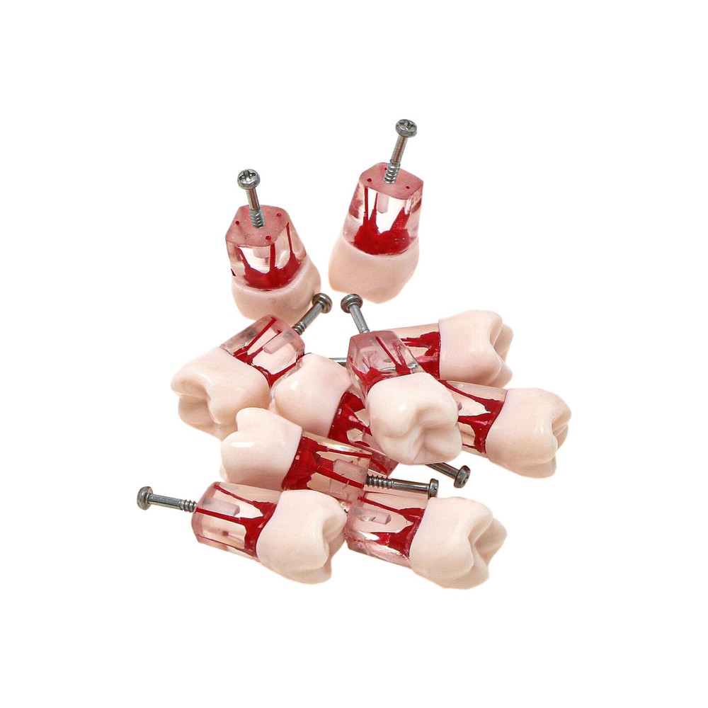 Dental Endo Root Canal Teeth Models Study RCT Practice Typodont Model #8006