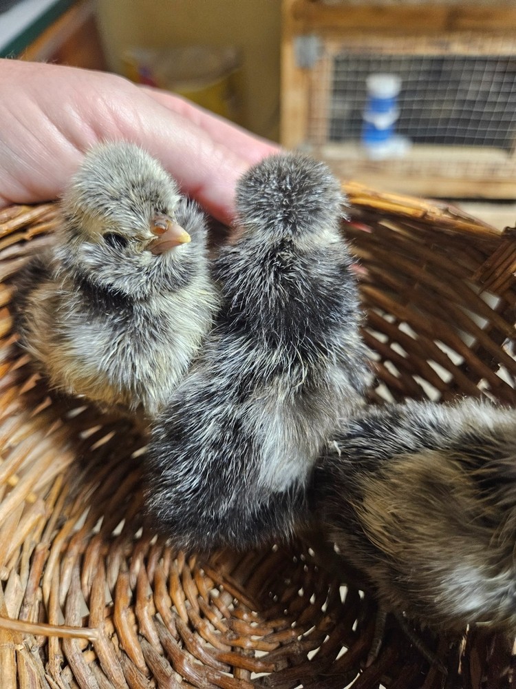 Hatching Eggs Polish Silver Laced 5+