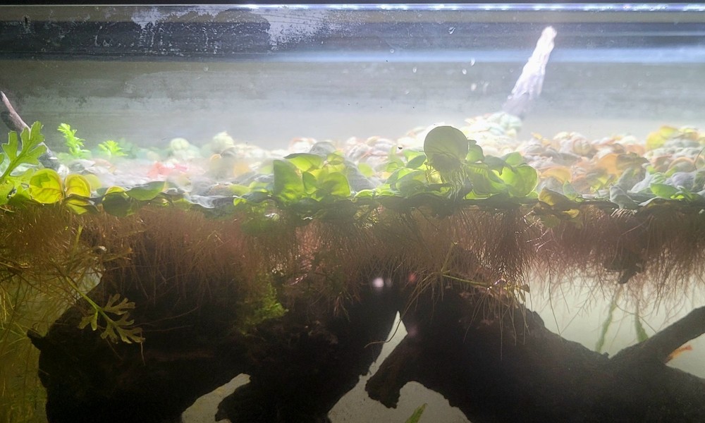 Red Root floaters