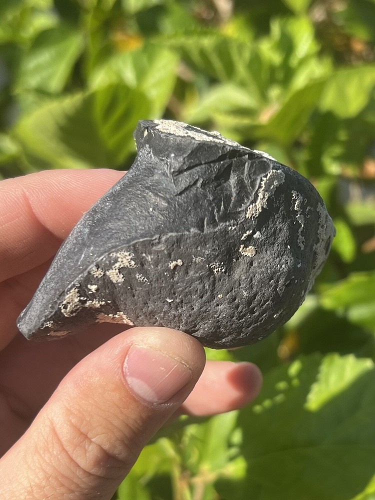 Fossil Whale Earbone