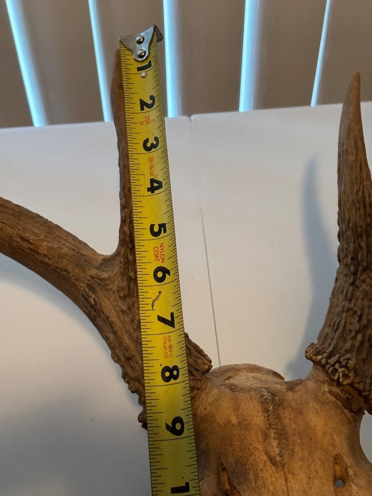 heavy 9 pt whitetail skull