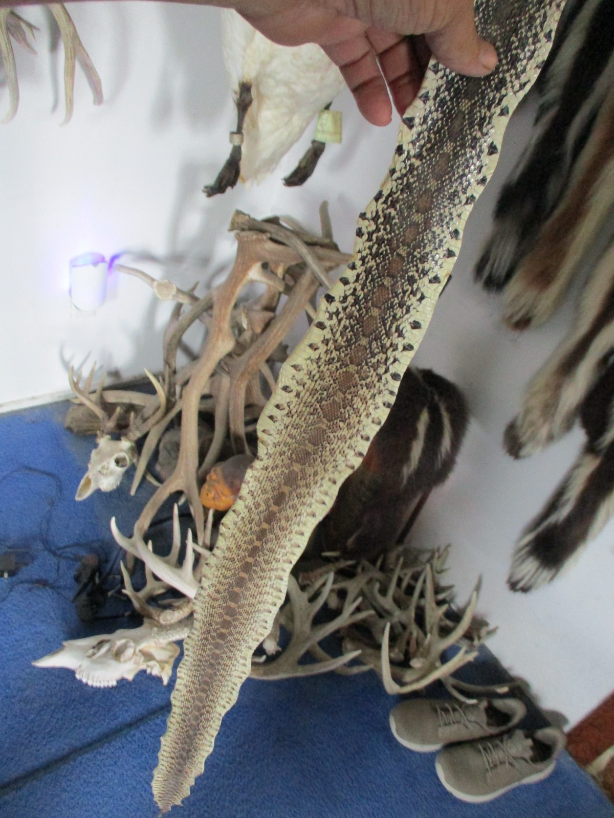 BULL snake skin snake hide DRY tanned bow wrap blanks snake art NICE 52 IN. Z2