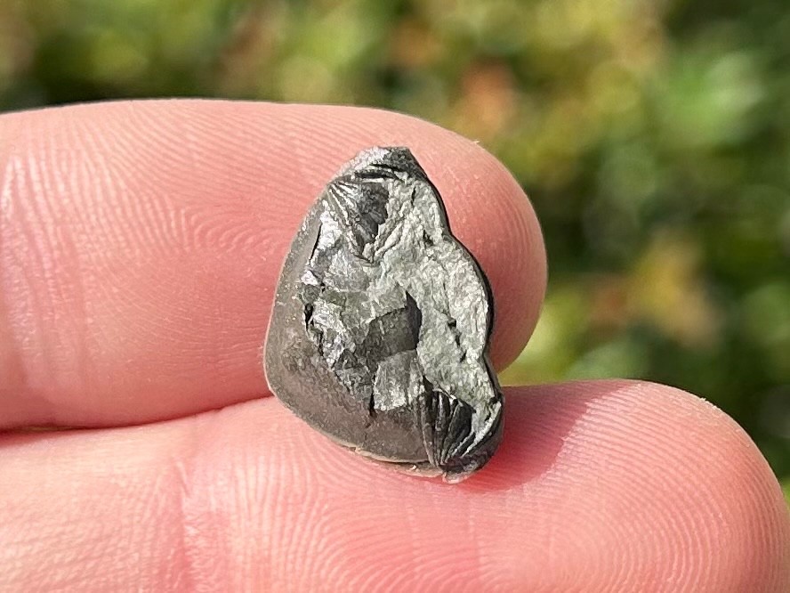 Trilobite Fossil Isotelus maximus Arnheim Formation Enrolled Ordovician Bug