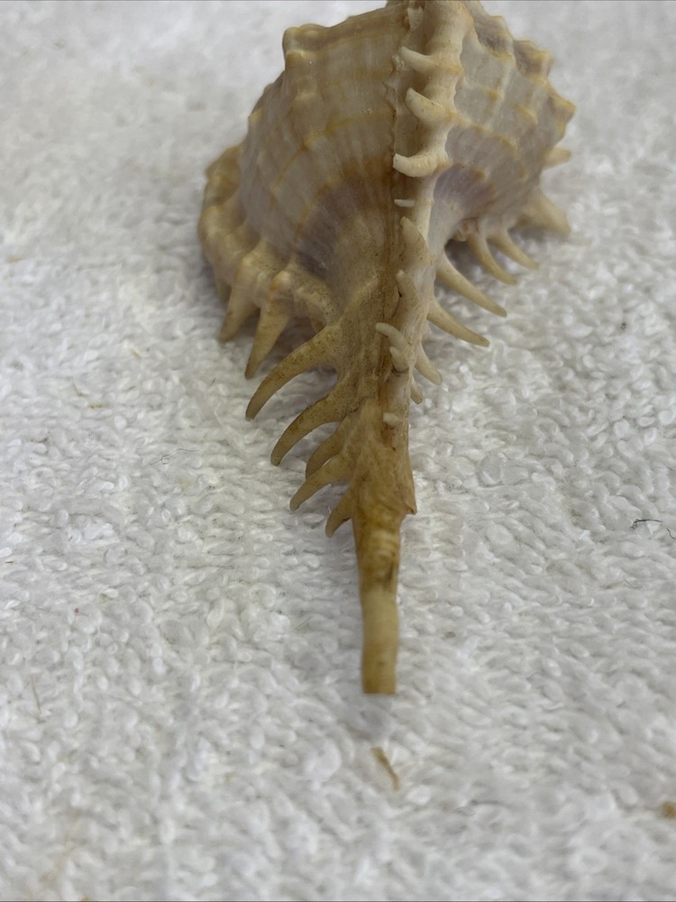 Unique Sea Shell with Spines 3" Long for crafts / display