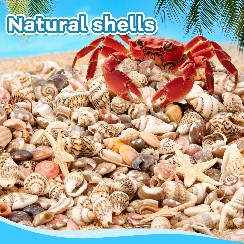 1200 PCS Tiny Seashells& 21 Starfish Mixed Bulk Beach Small Shells for Home Deco