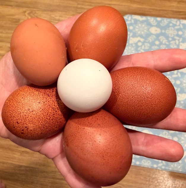 Mars Bars Olive Egger Fertile Hatching Eggs Kit 10++