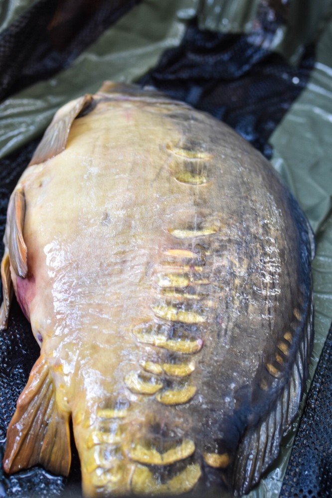 Multi Mat Unhooking Mat/Cradle & Weigh Sling Carp Care