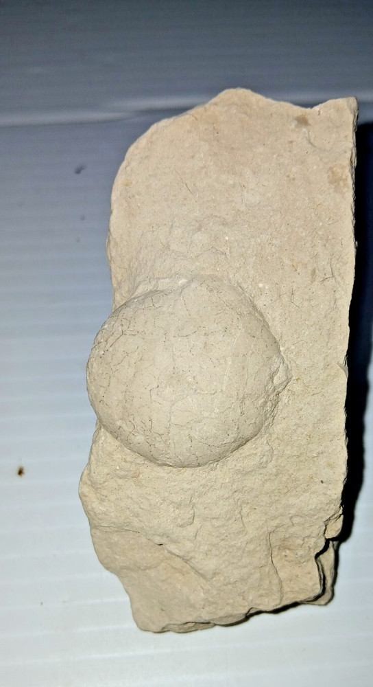 Turtle Egg Fossil?