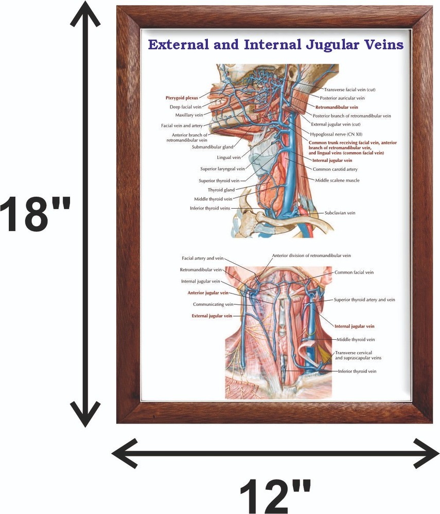 External and Internal Jugular Veins Chart 12x18 inches