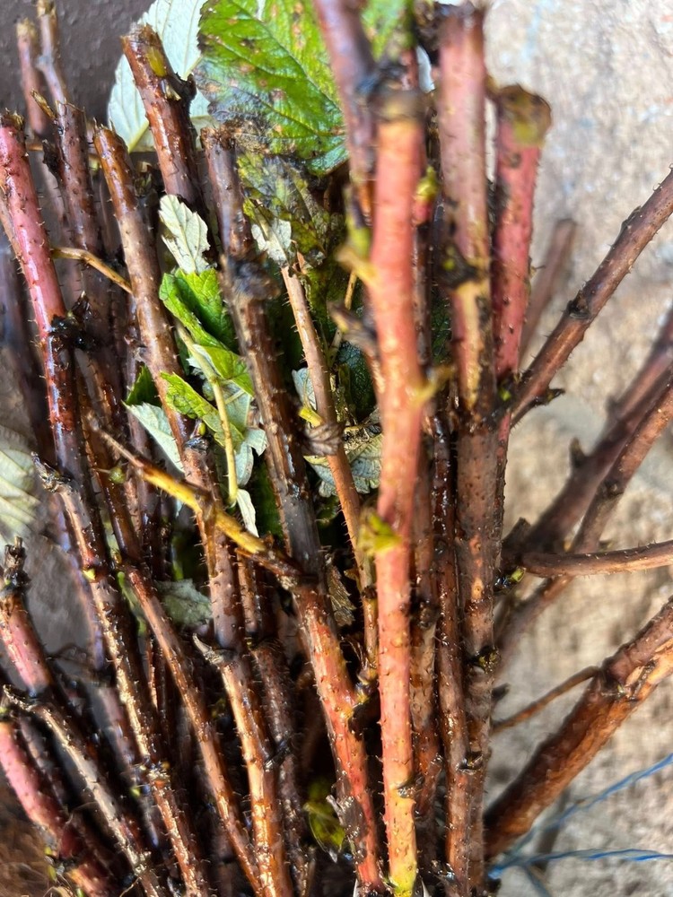 Heritage Raspberry Plants 10 Pack (semi dormant / bare root)