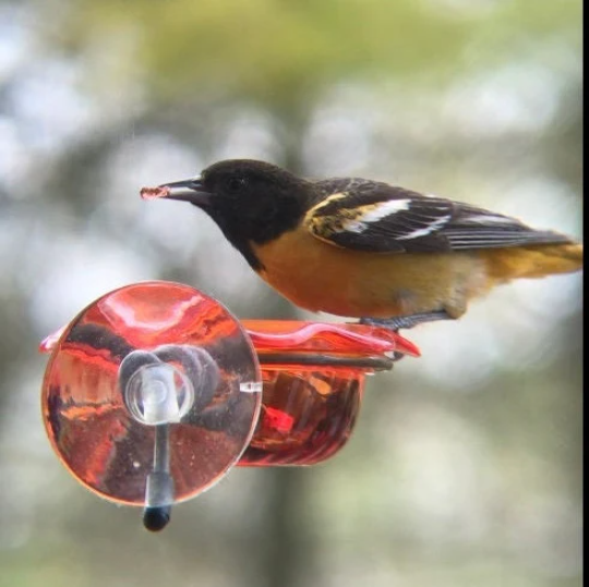 Window Oriole Freeder