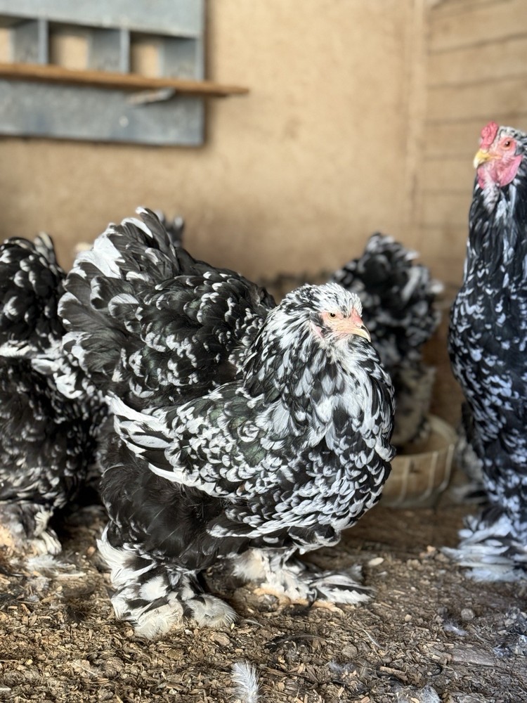 12++ MOTTLED Brahma Hatching Eggs