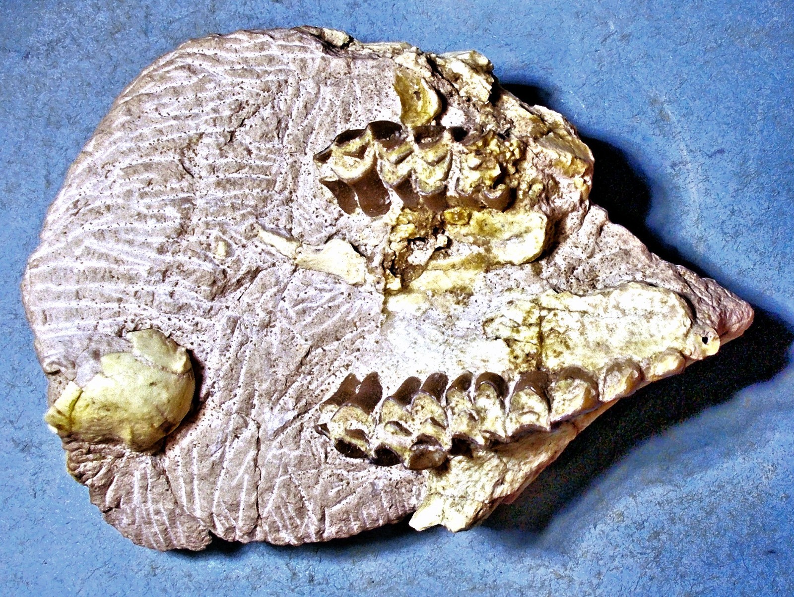 Scarse 11cm partial skull of Leptauchensis nitida from Eocene of Wyoming, USA.