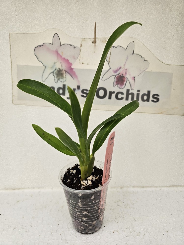 Onc. Speckled Apple 'Malika' 1A19