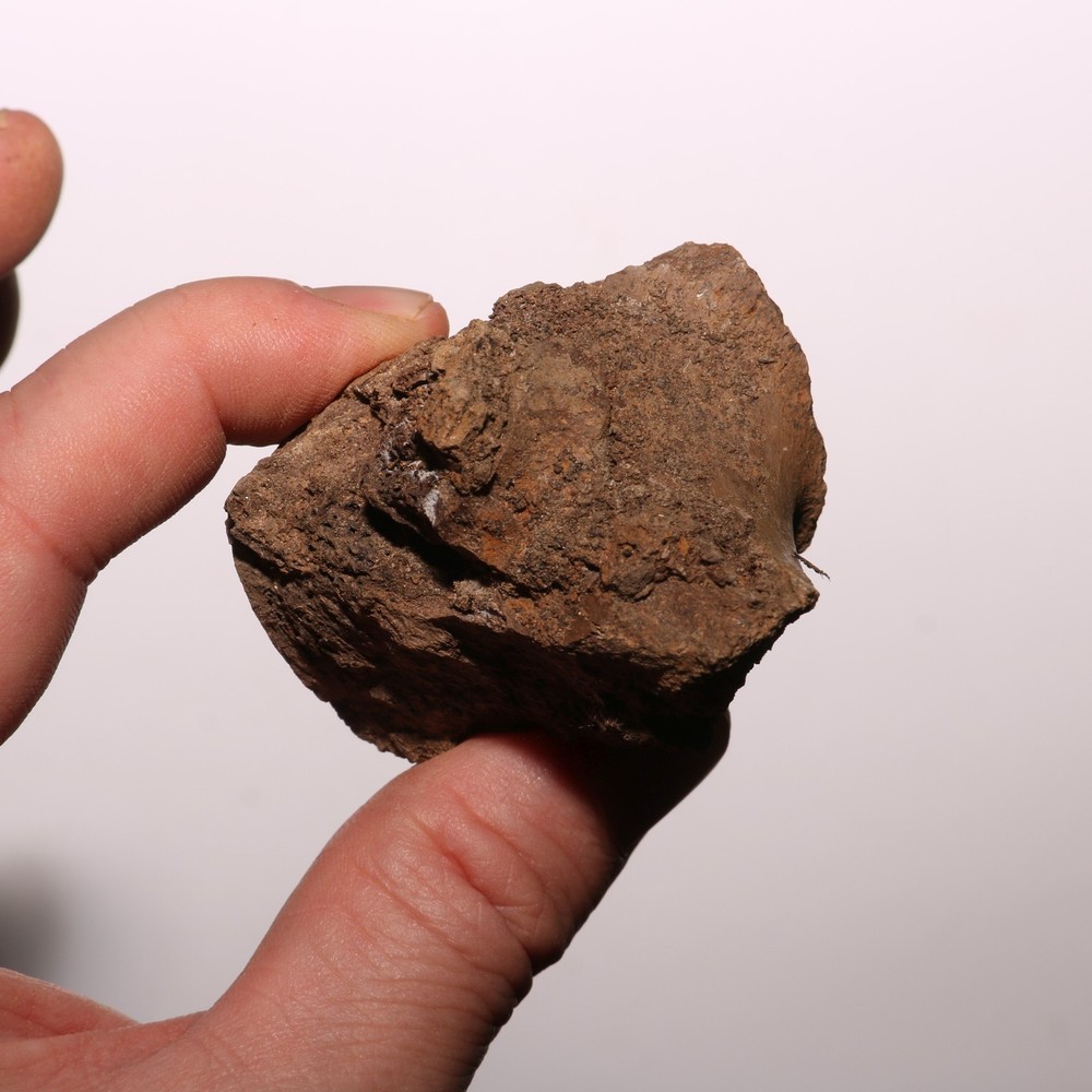 Dinosaur Vertebra Partial - Authentic Fossil - Hell Creek Formation Cretaceous