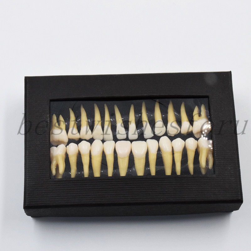 Dental Study 1:1 Permanent Demonstration Teeth Model #7008 28 Pcs/set