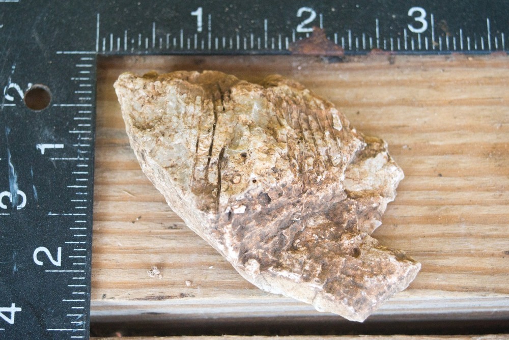 NE Oklahoma Fossil
