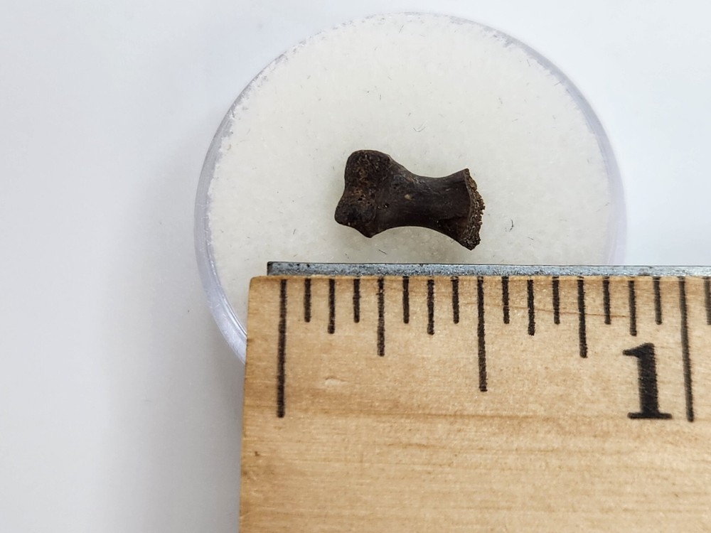 Turtle Toe Bone Fossil - Judith River Fm. - Hill Co., MT