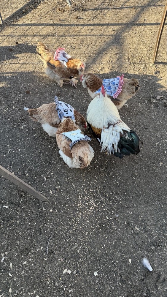 Salmon Favorelle Hatching Eggs 12