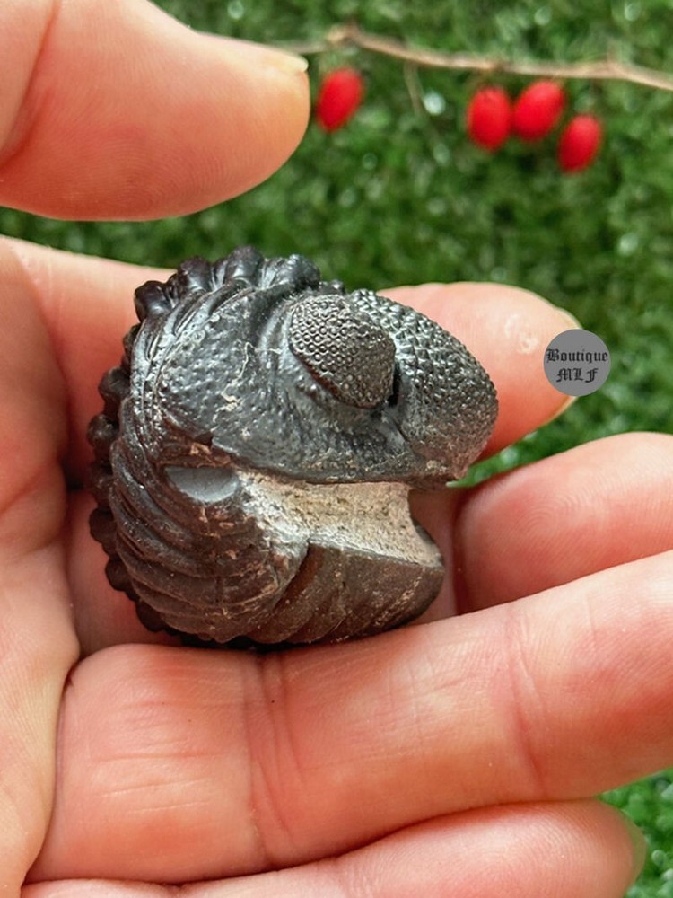 NICE rolled Trilobite Moroccops fossil from Morocco Devonian