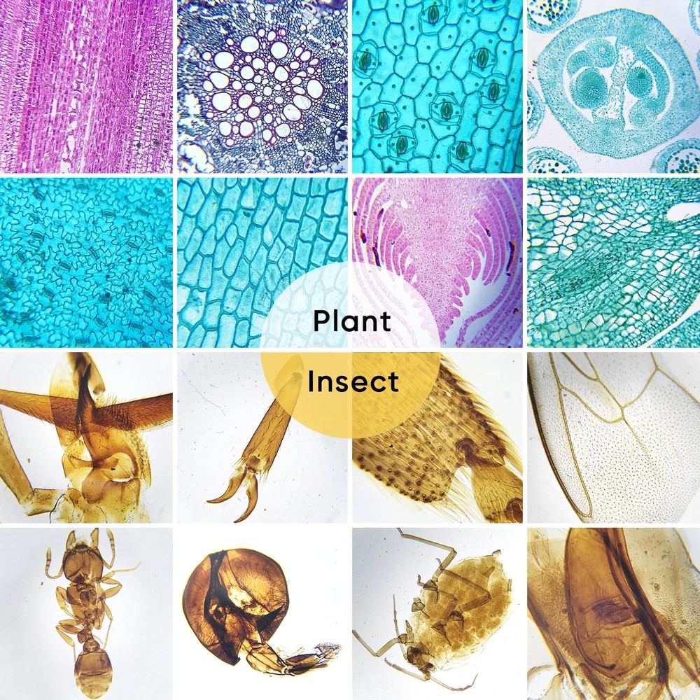 60 Microscope Slides with Specimens,Prepared Microscope Slides for Kids,Glass...
