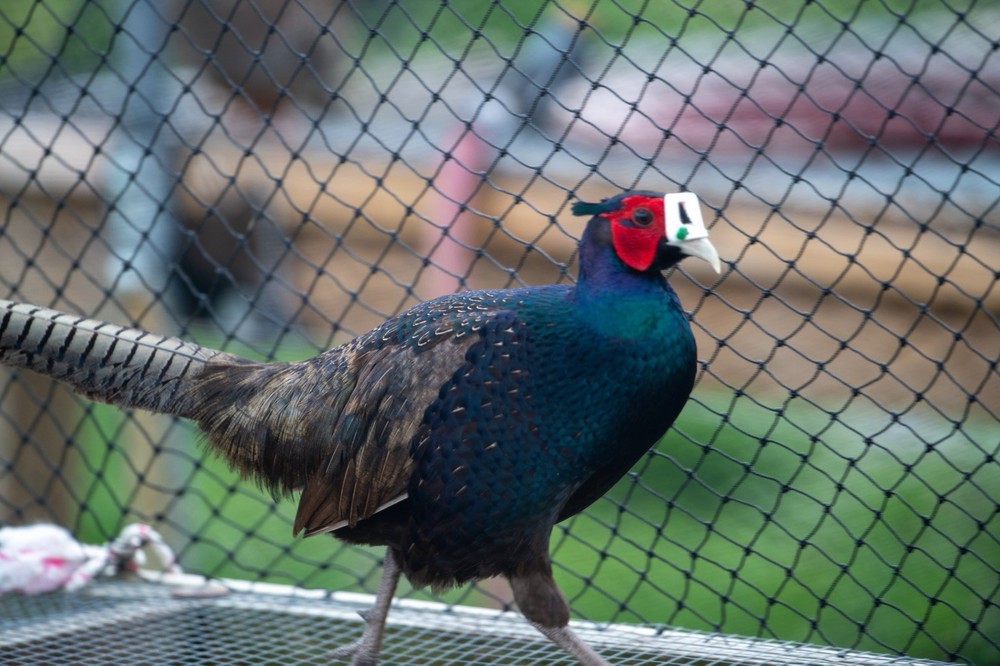 12+ Melanistic Mutant Pheasant Hatching Eggs