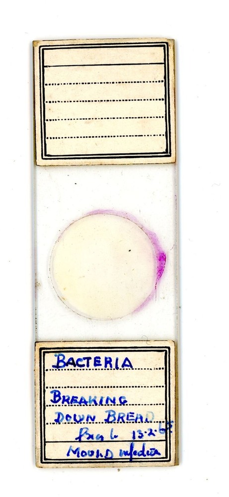 Vintage Microscope slide Bacteria Breaking Down Bread 1968 #30
