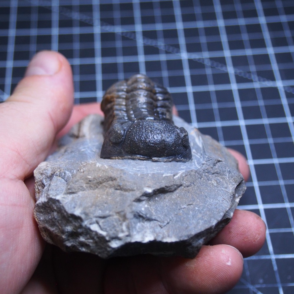 Morocops Trilobite Devonian Trilobiten Arthropods