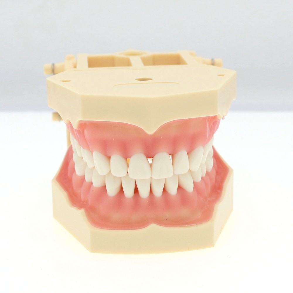 Frasaco AG3 Typodont Model Dental 32PCS Teeth Replacement Restorative Training