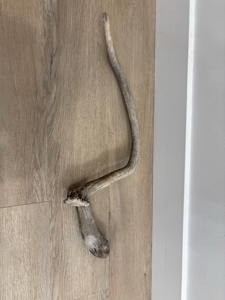 Funky Elk Shed Antler.