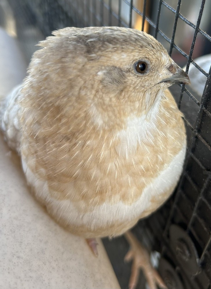 5 Celadon Blue Coturnix Quail Hatching Eggs