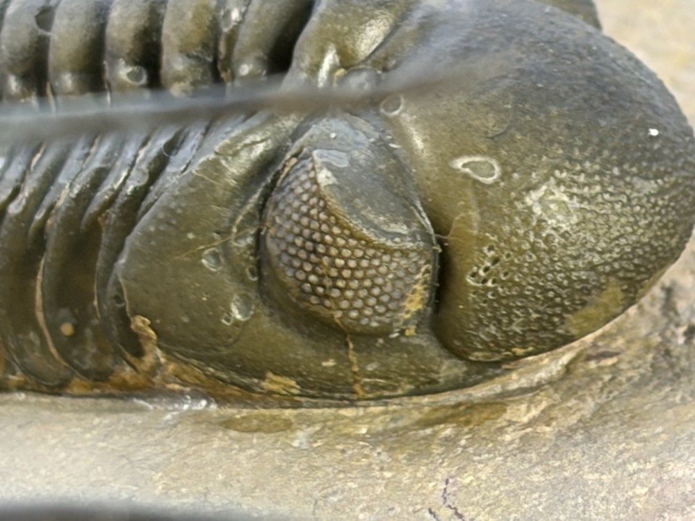 trilobite