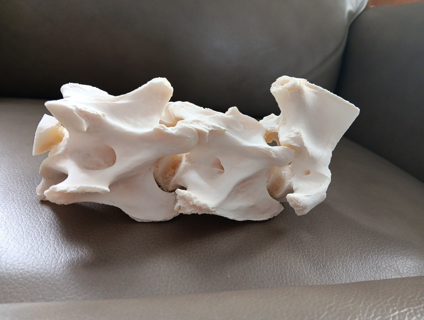 Deer Spine Connected 3 Vertebrae Professionally Cleaned Whitened Taxidermy Buck