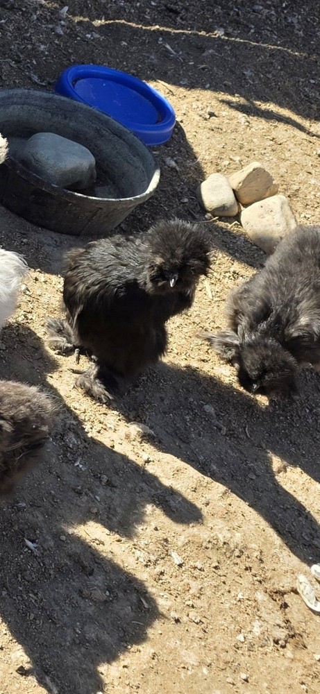 12 plus Silkie Chicken Hatching Eggs