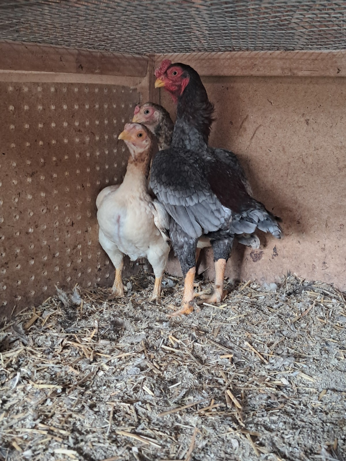 Rare Koshamo hatching eggs 6+