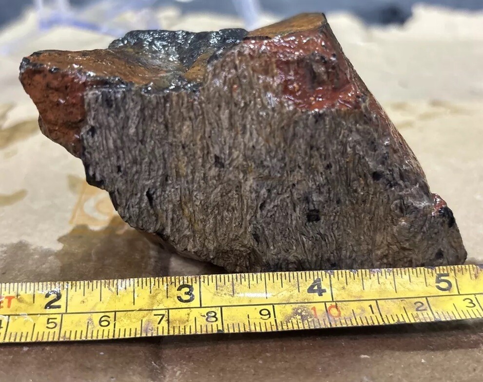 Tempskya petrified Palmwood
