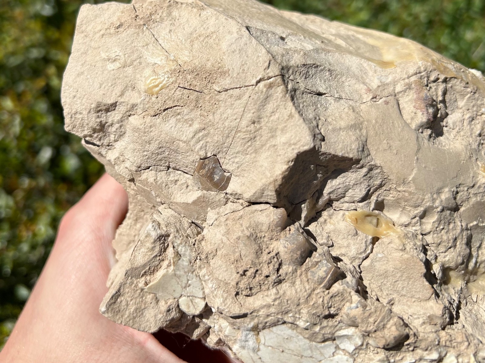 Fossil Oreodont Skull White River Oligocene Mammal Burke Formation Nebraska